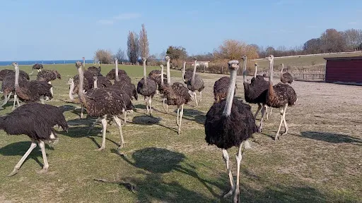 Bild von Hofladen Straussenfarm Ostseeblick