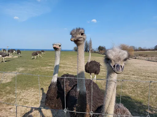 Bild von Hofladen Straussenfarm Ostseeblick