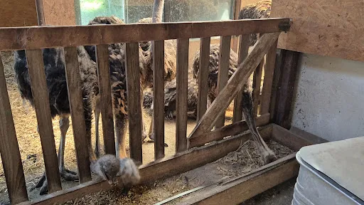 Bild von Hofladen Straussenfarm Ostseeblick