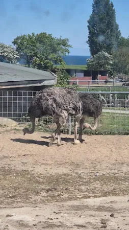 Bild von Hofladen Straussenfarm Ostseeblick