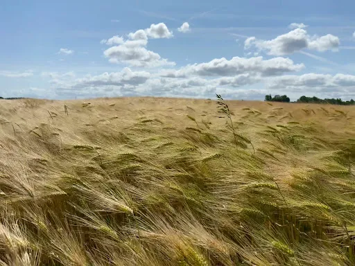 Bild von Hofladen Straussenfarm Ostseeblick