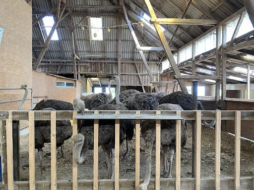 Bild von Hofladen Straussenfarm Ostseeblick