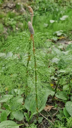Bild von Gaststätte Weidmannsruh