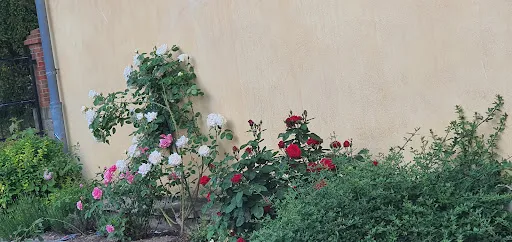 Bild von Der Grieche am Rosengarten