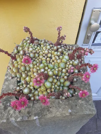 Bild von Lindenhof ChezArtistes