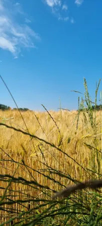 Bild von Rio Grande Rodizio