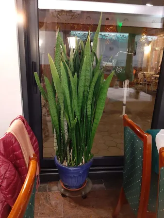 Bild von Annunziata Gaipa