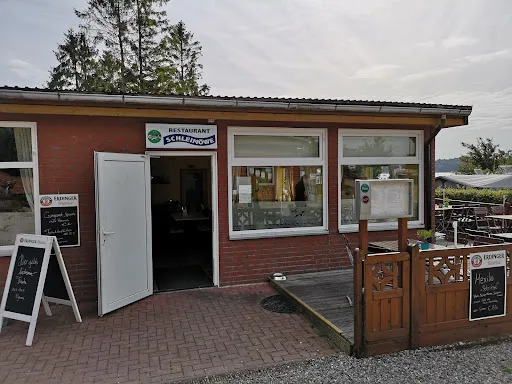 Bild von Schleimöwe