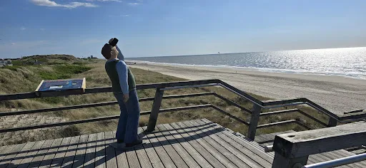 Bild von Strandhafer Sylt