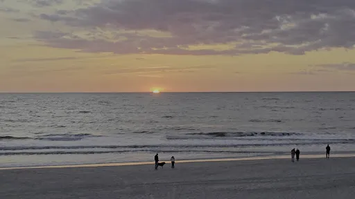 Bild von Strandhafer Sylt