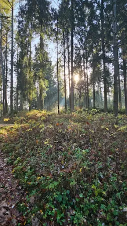 Bild von Bornwaldschänke - Jano Kahle