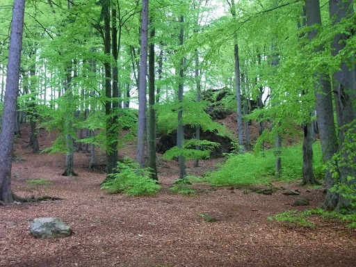 Bild von Waldschänke "Steinbüschel"