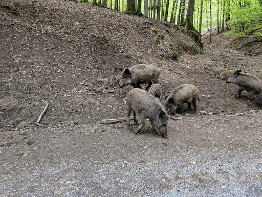 Bild von Waldhaus Hirschberg