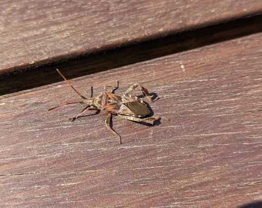 Bild von Naturfreundehaus Schriesheimer Huette
