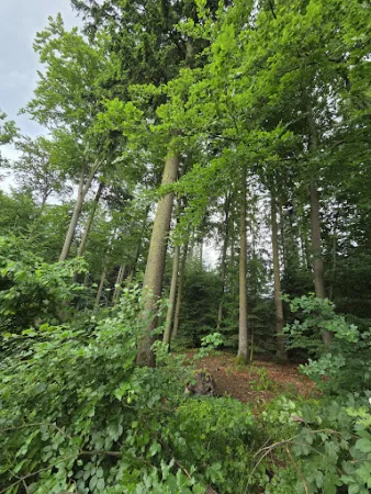 Bild von Höhengaststätte Zum Weißen Stein
