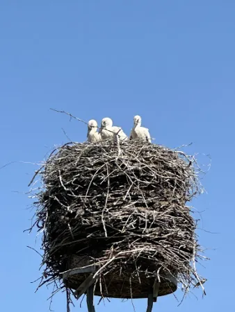 Bild von Blockhaus Boldekow