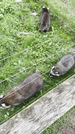 Bild von Waldbistro-Tierpark Rheinböllen