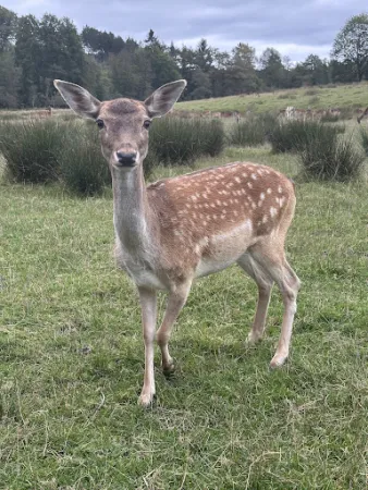 Bild von Waldbistro-Tierpark Rheinböllen