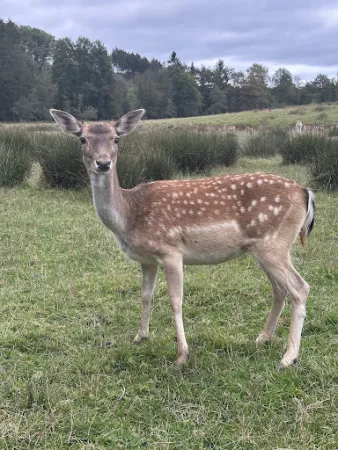 Bild von Waldbistro-Tierpark Rheinböllen