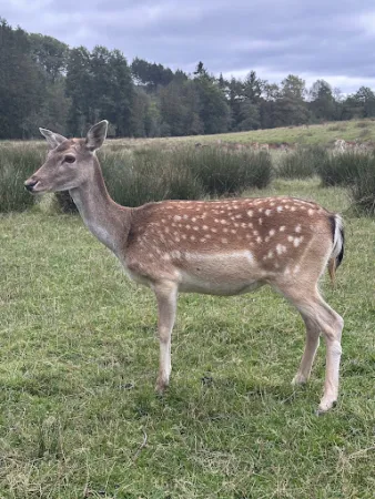 Bild von Waldbistro-Tierpark Rheinböllen