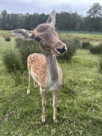 Bild von Waldbistro-Tierpark Rheinböllen