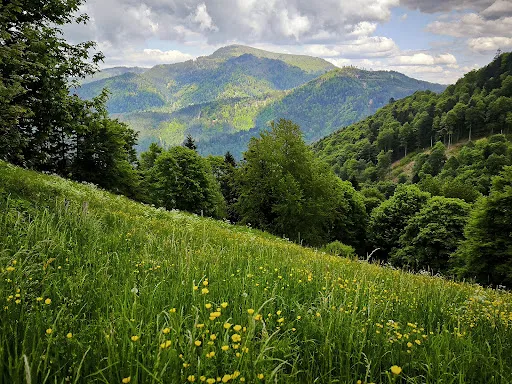 Bild von Almgaststätte Kälbelescheuer