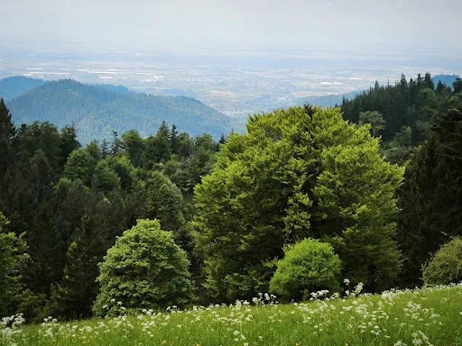 Bild von Almgaststätte Kälbelescheuer