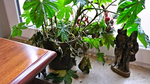 Bild von Restaurant Noon Mirch