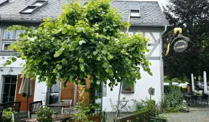 Restaurant in der Freimühle