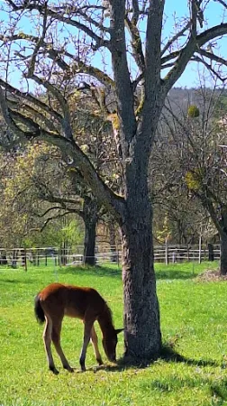 Bild von Hasenheim Bonlanden
