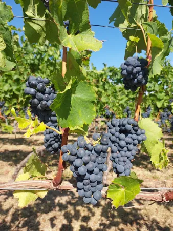 Bild von Weinhof und Weinstube Pfeffer