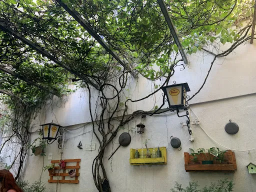 Bild von Old Lemon Tree