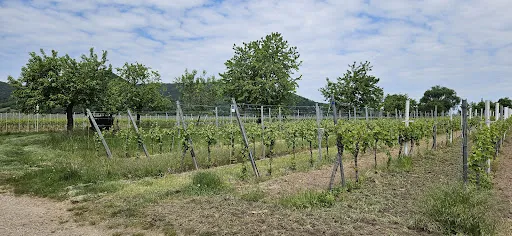 Bild von Winzerhof Ernst GbR
