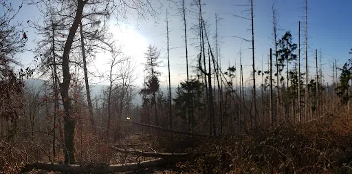 Bild von Waldgaststätte Bismarckturm