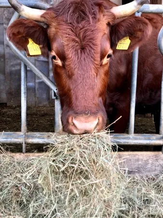 Bild von GUT(e) auszeit Herbigshagen