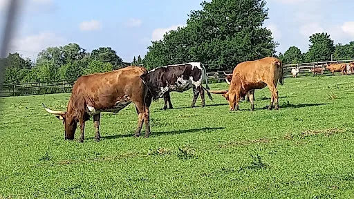 Bild von Zum Dorfkrug Landhof