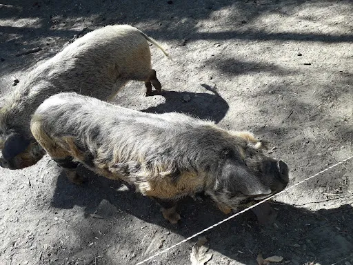Bild von Beim Schweinswirt im Koninghoek