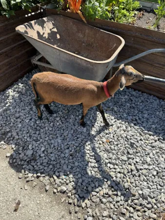 Bild von deer farm