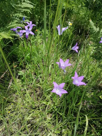 Bild von Edelweiss-Alm