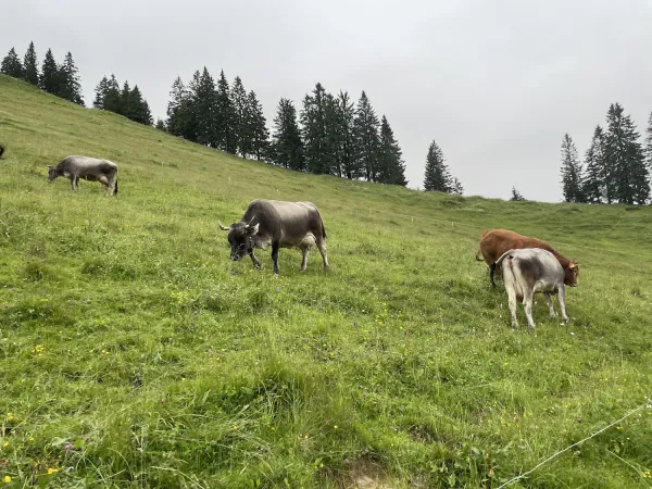 Bild von Simon Kruijen
