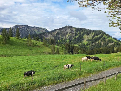 Bild von Schöner Mann Alpe