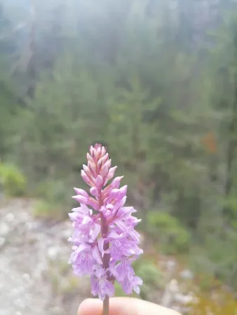 Bild von Stalanzer Alm