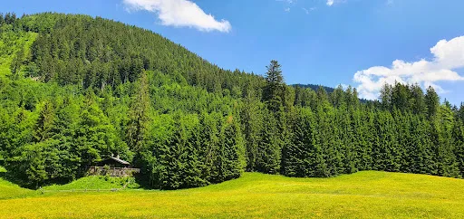 Hatznalm