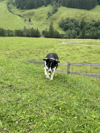 Bild von Oberstatt Alm Jausenstation