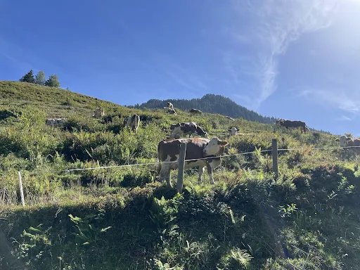 Bild von Huberwinkelalm Hochfügen