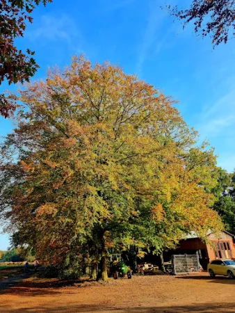 Bild von Asendorf`s Bauerndiele