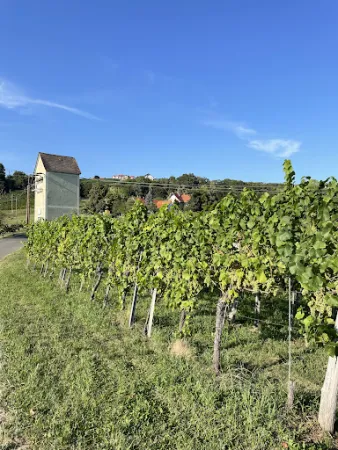 Weingut und Buschenschank Palz (vulgo Serbeth)