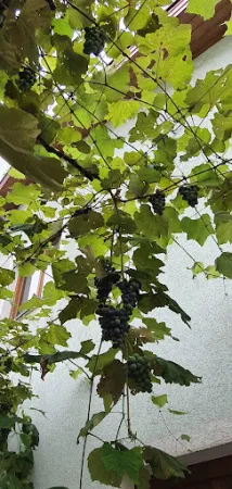Bild von Weingut und Buschenschank Palz (vulgo Serbeth)