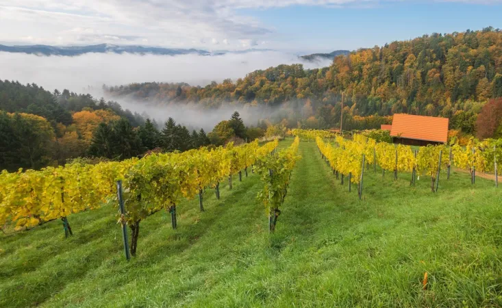 Bild von Ondřej Haněl