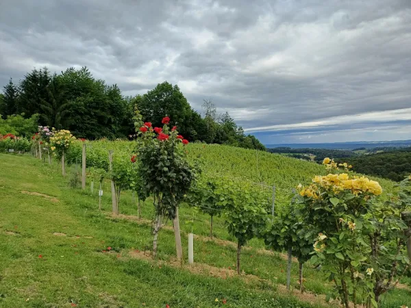 Bild von undefined